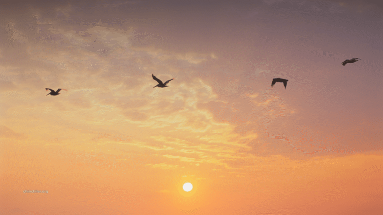 Vier Vögel fliegen über eine Kulisse von Sonnenuntergang